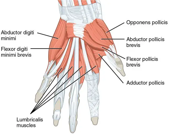 The abductors move the fingers laterally away from each other; the adductors move them together again