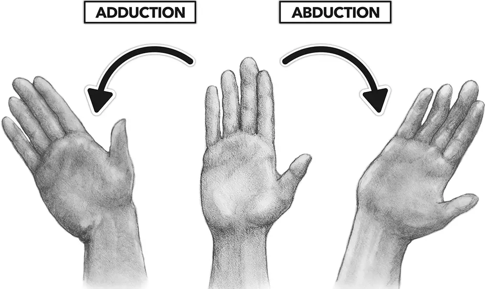 Abduction and adduction of the hand 