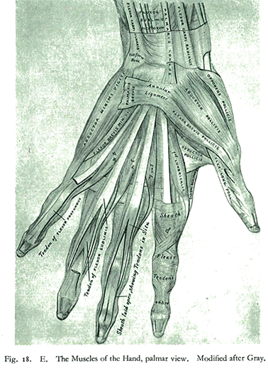 Muscle components of the hand