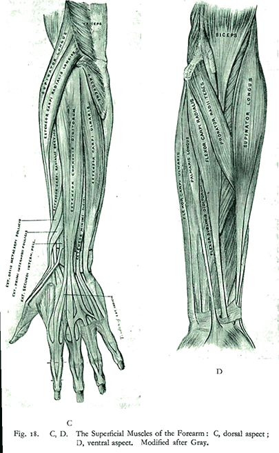 Forearm Muscles
