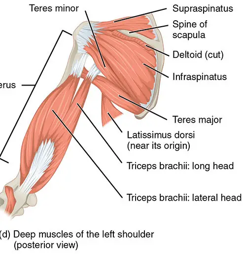 Muscles that move the humerus