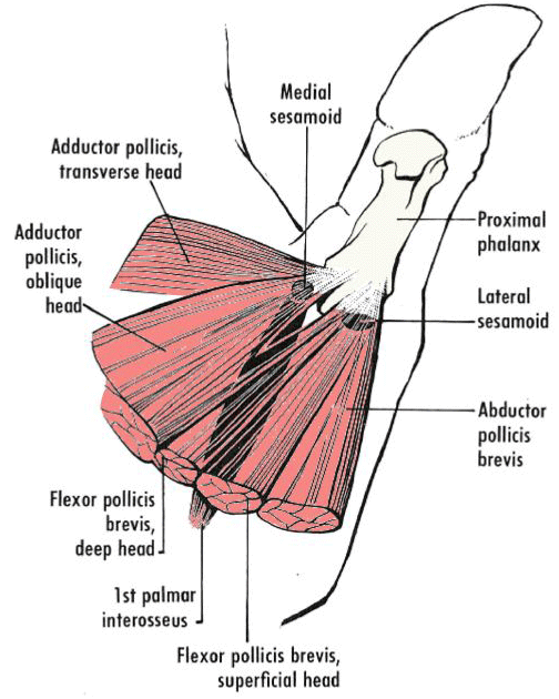 Muscles of the thumb