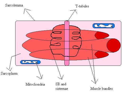 Muscle Tone