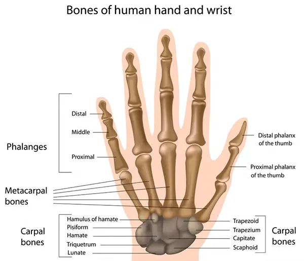 Hand and wrist