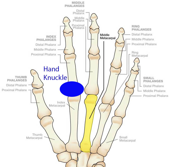 The proximal phalanx and Index Metacarpal 