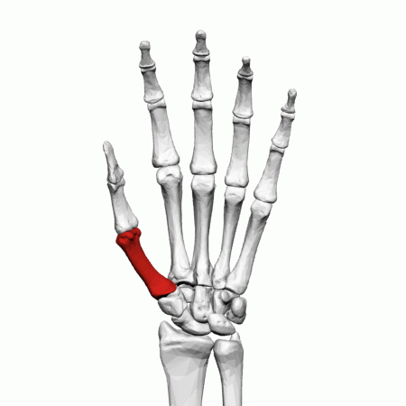 First Metacarpal Bone left hand animation