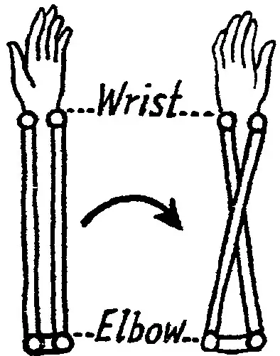 Diagrammatic representation of two forearm bones of the left arm, before rotation and after